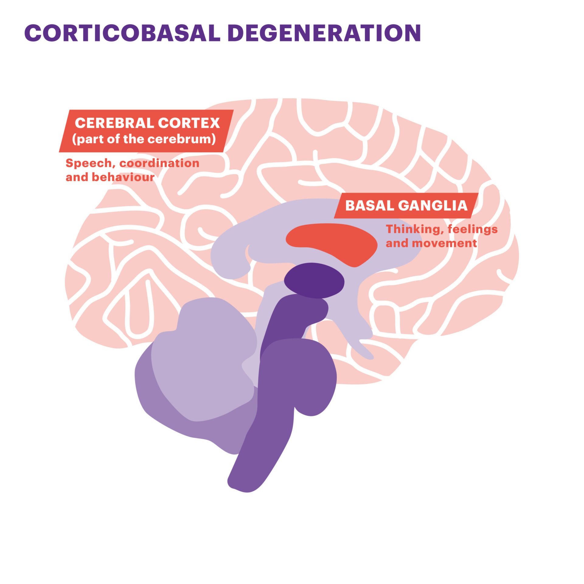 brain diagram_CBD